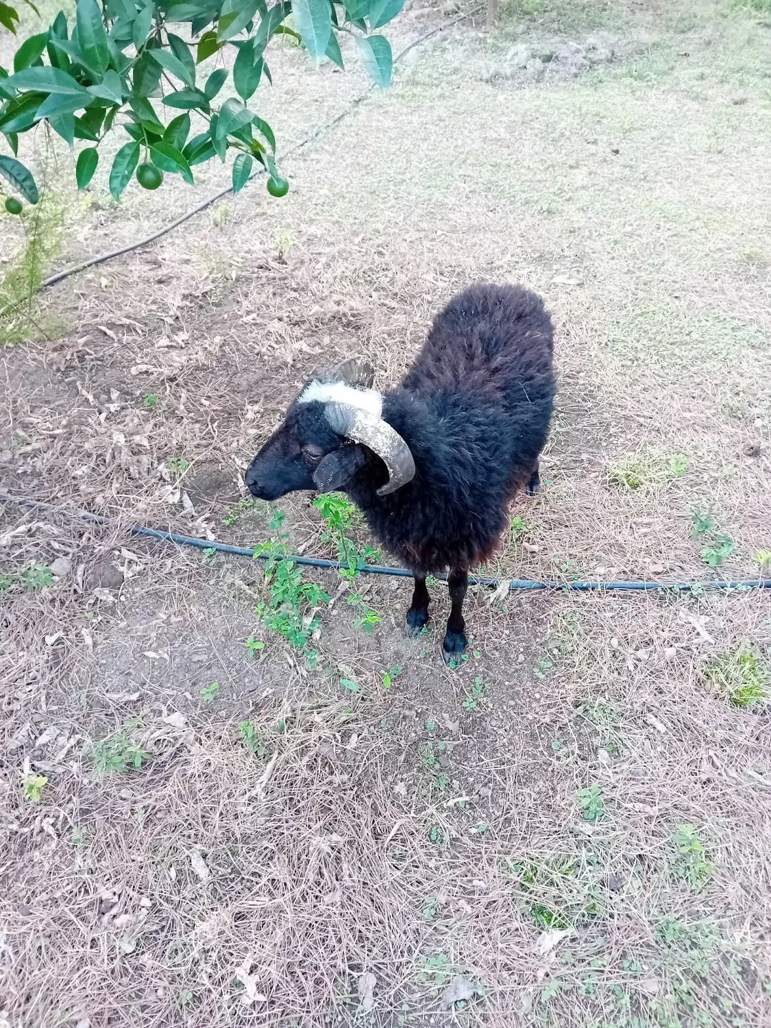 بره نر سرحال بالای ۲۰ کیلوی ۱۰ میلیون قیمت اخر|حیوانات مزرعه|نوشهر, |دیوار