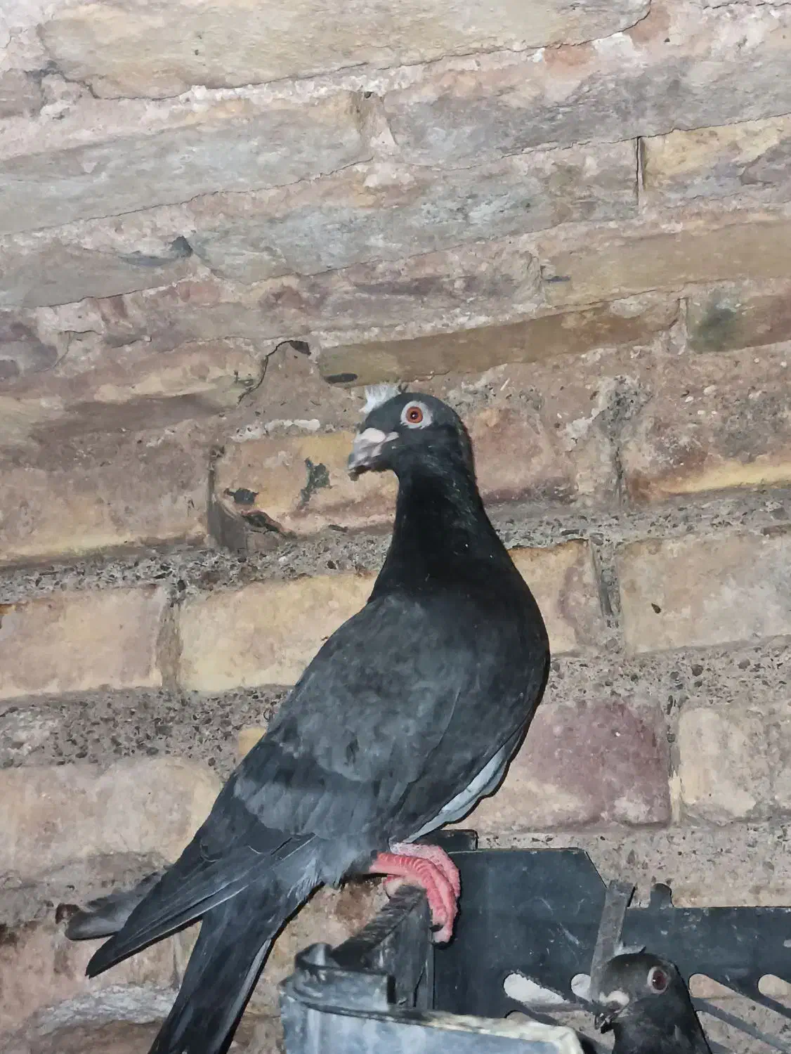 کفتر/کبوتر فروشی اردکان|پرنده|اردکان, |دیوار