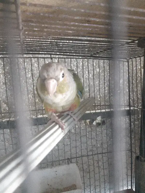 گرینچیک نر با تست فقط ۲۸۰۰|پرنده|بابل, |دیوار