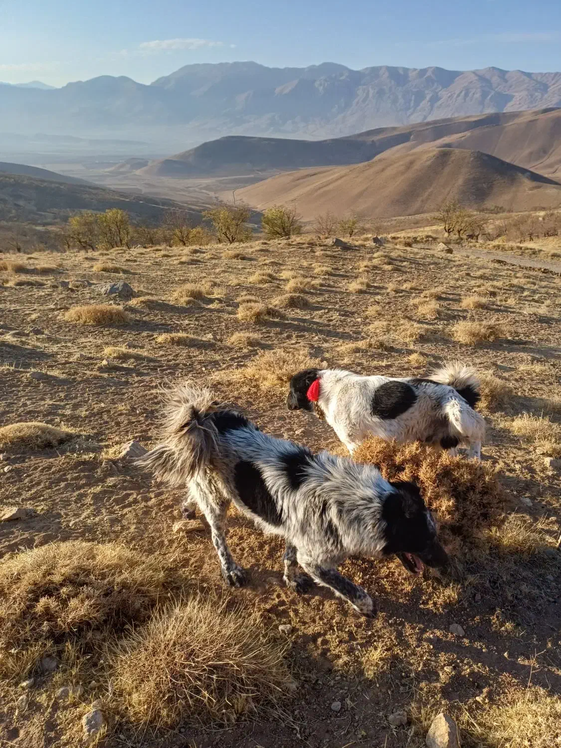 یک جفت سگ اصیل قدرجونی نر|سگ|اصفهان, مرداویج|دیوار