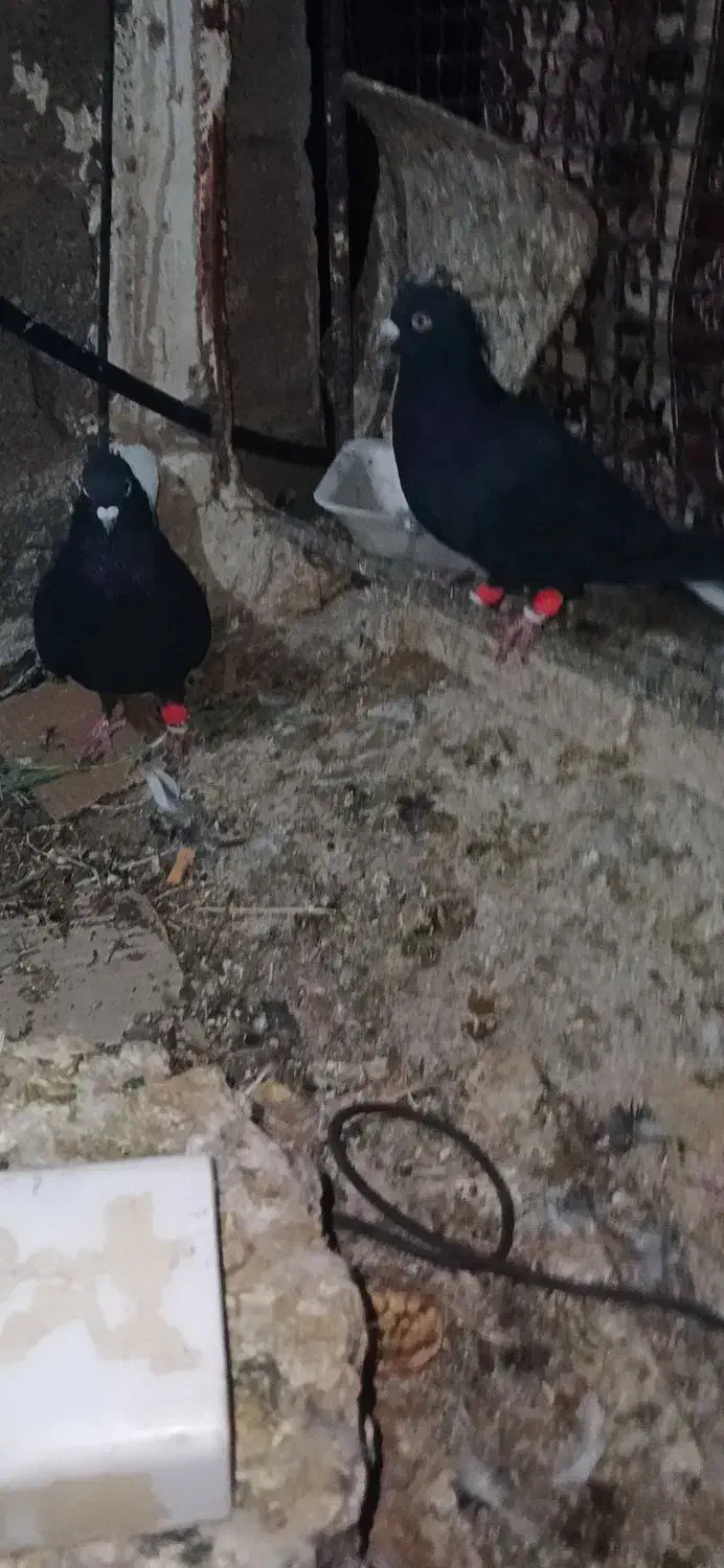 فروشی کفتر بهبهانی|پرنده|کوه چنار, |دیوار