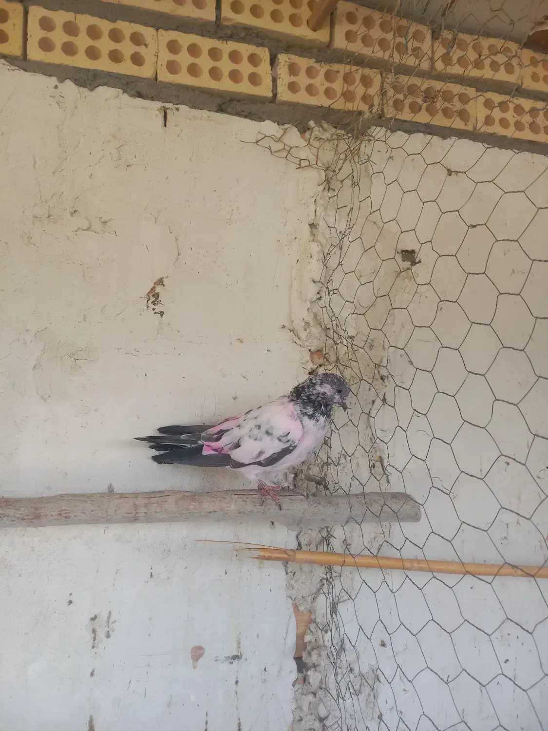 کل دم سیاه پر|پرنده|آران و بیدگل, |دیوار