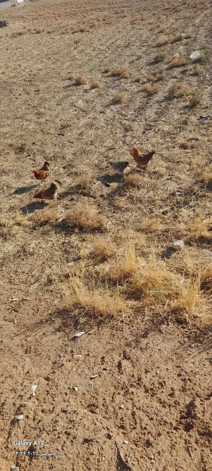 مرغ وغروس محلی|حیوانات مزرعه|طرهان, |دیوار