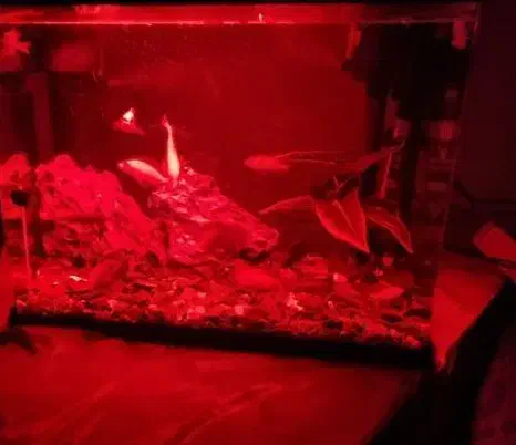 آکواریوم شیشه خم|ماهی|تهران, مشیریه|دیوار