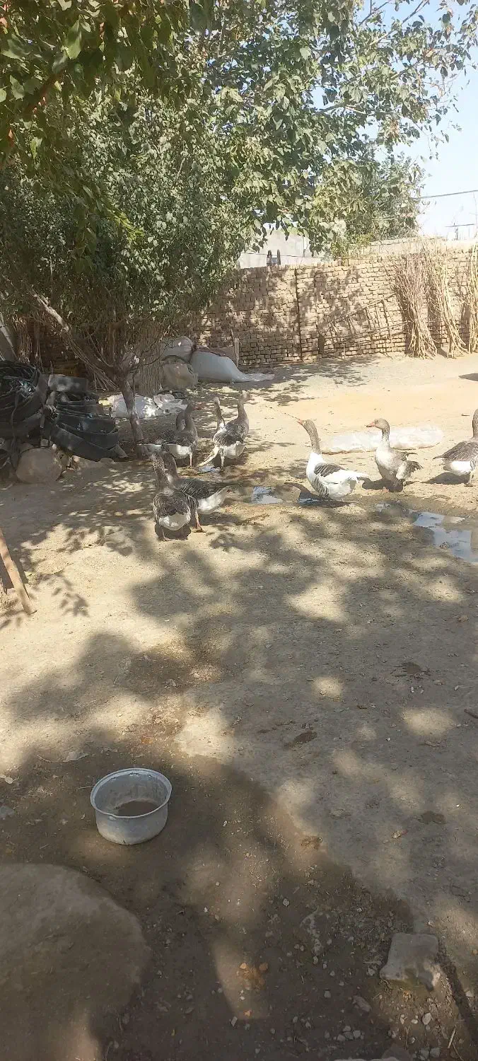 غاز|حیوانات مزرعه|جغتای, |دیوار