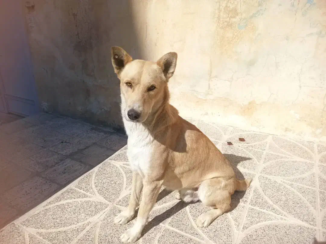 واگزاری سگ نگهبان|سگ|یاسوج, |دیوار