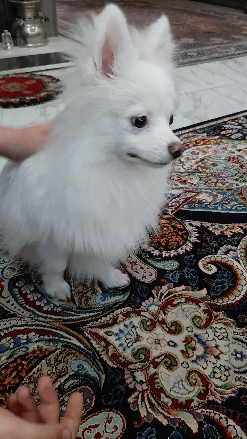 سگ پامرین|سگ|کهریزک, |دیوار