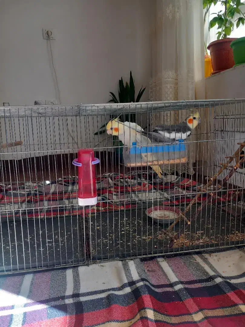 عروس هلندی|پرنده|مرند, |دیوار