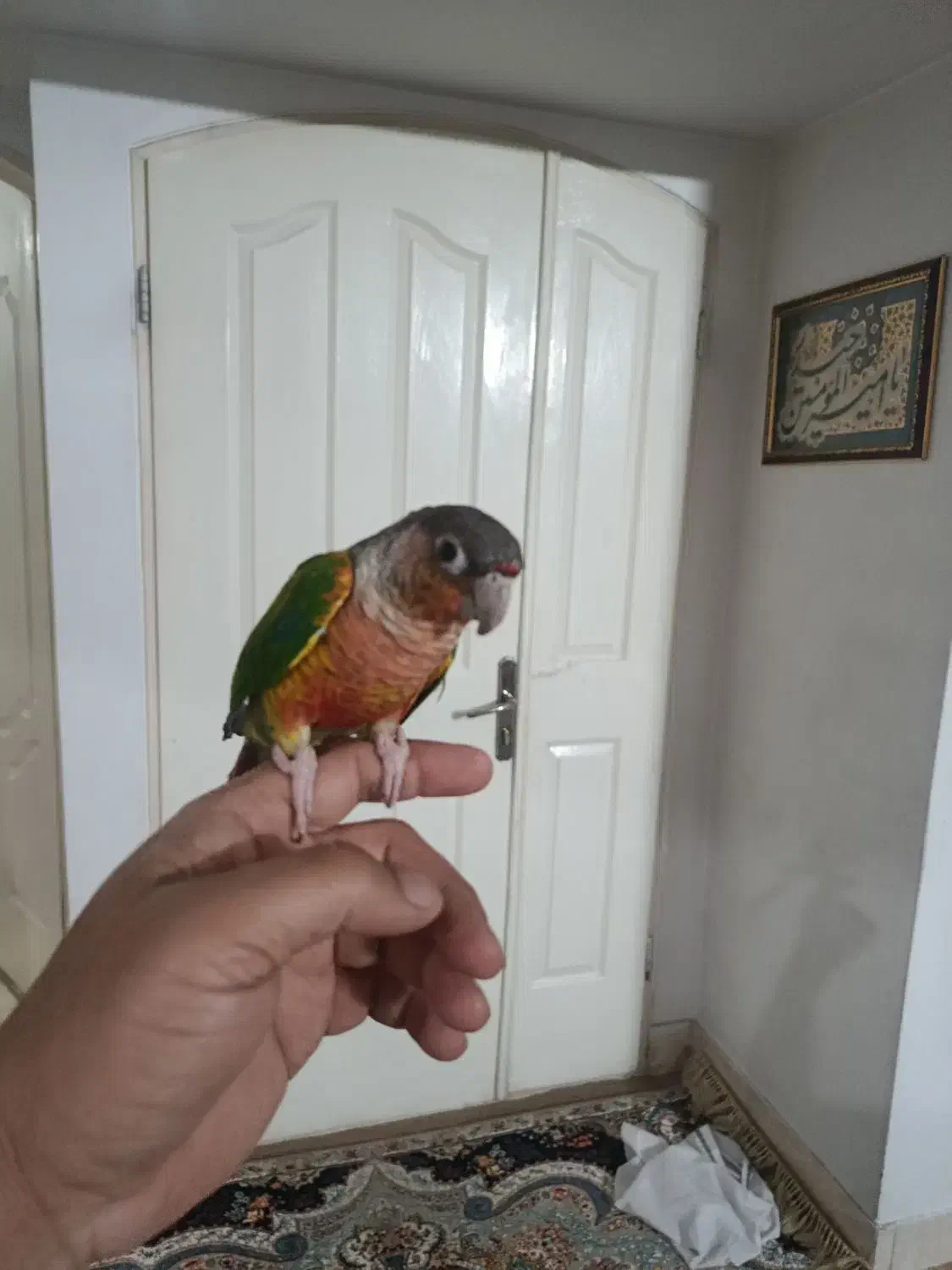 گرینجیگ نر آماده با قرمزی بالا باتست جنسیت|پرنده|مشهد, شهید آوینی|دیوار