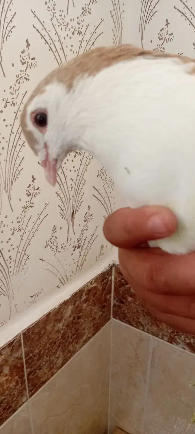 کفتر|پرنده|زاوه, |دیوار