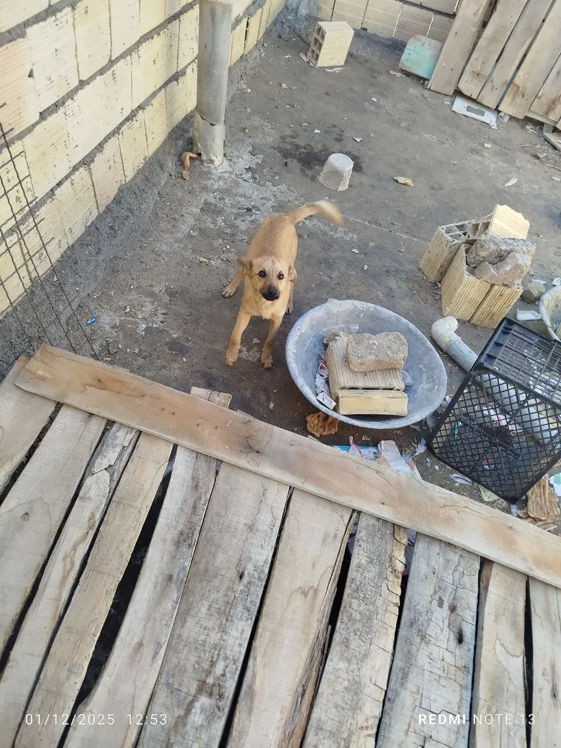 سگ پاکوتاه ماده|سگ|آشخانه, |دیوار