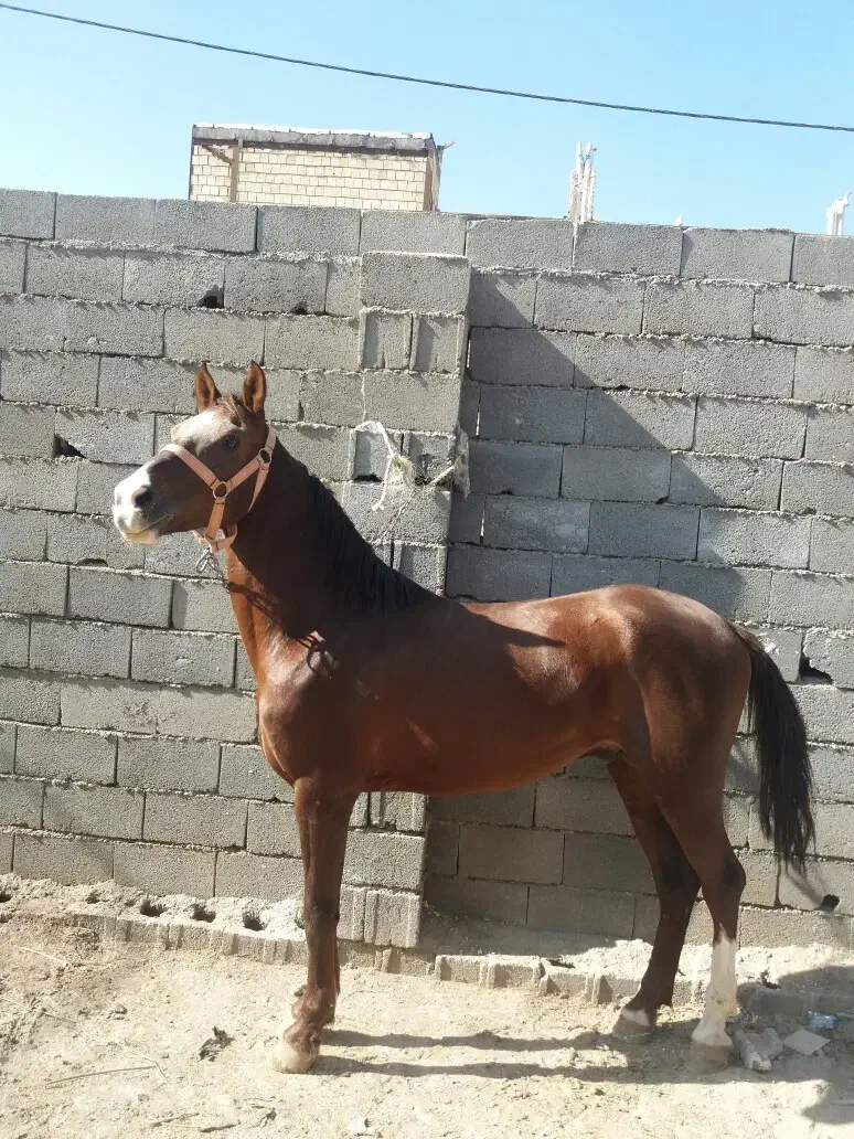 اسب نریان ۷ساله|اسب و تجهیزات اسبسواری|مشهد, همت آباد|دیوار