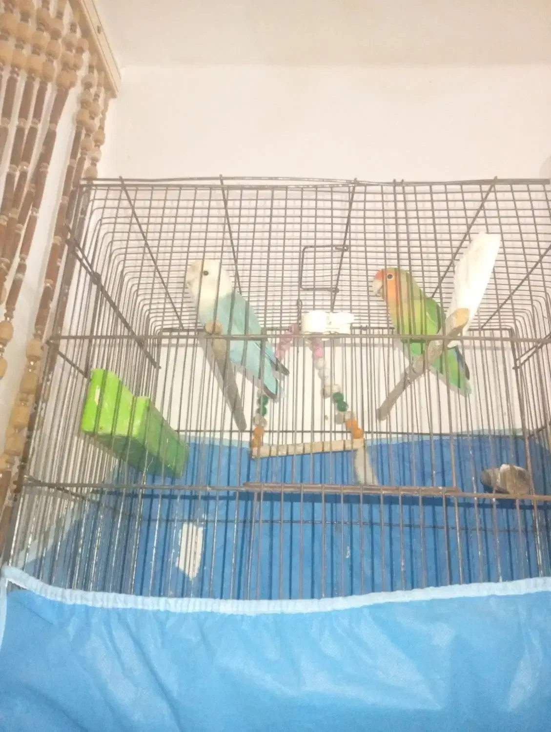 طوطی برزیلی|پرنده|بندر امام خمینی, |دیوار