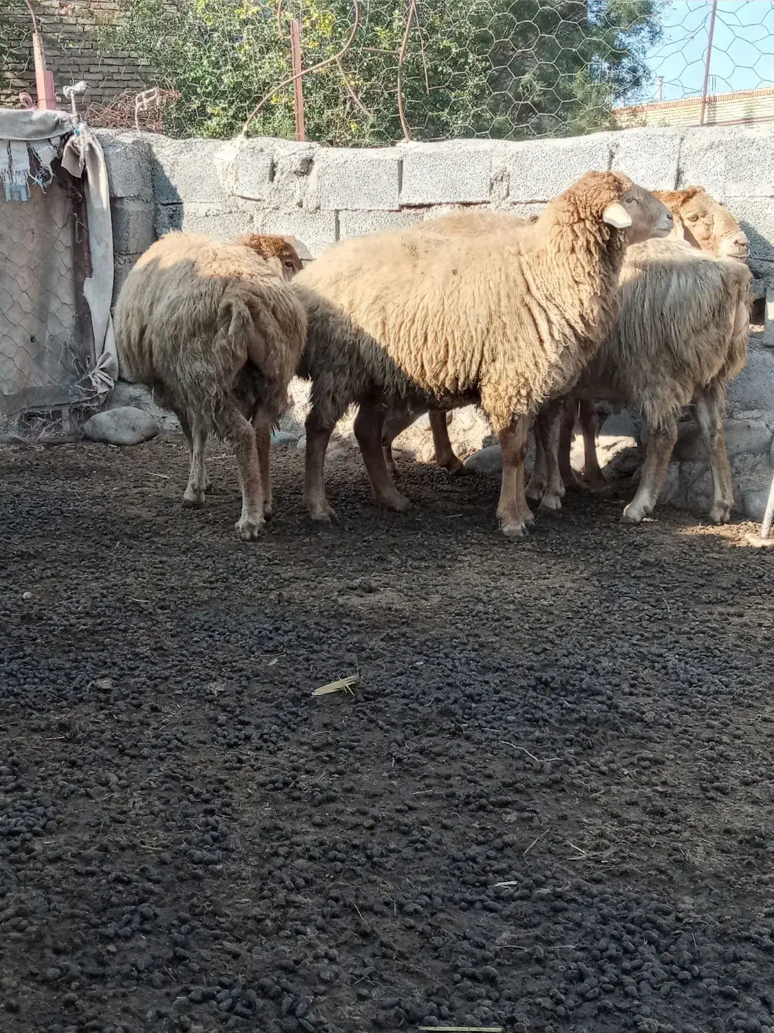 پارس آباد|حیوانات مزرعه|اصلاندوز, |دیوار