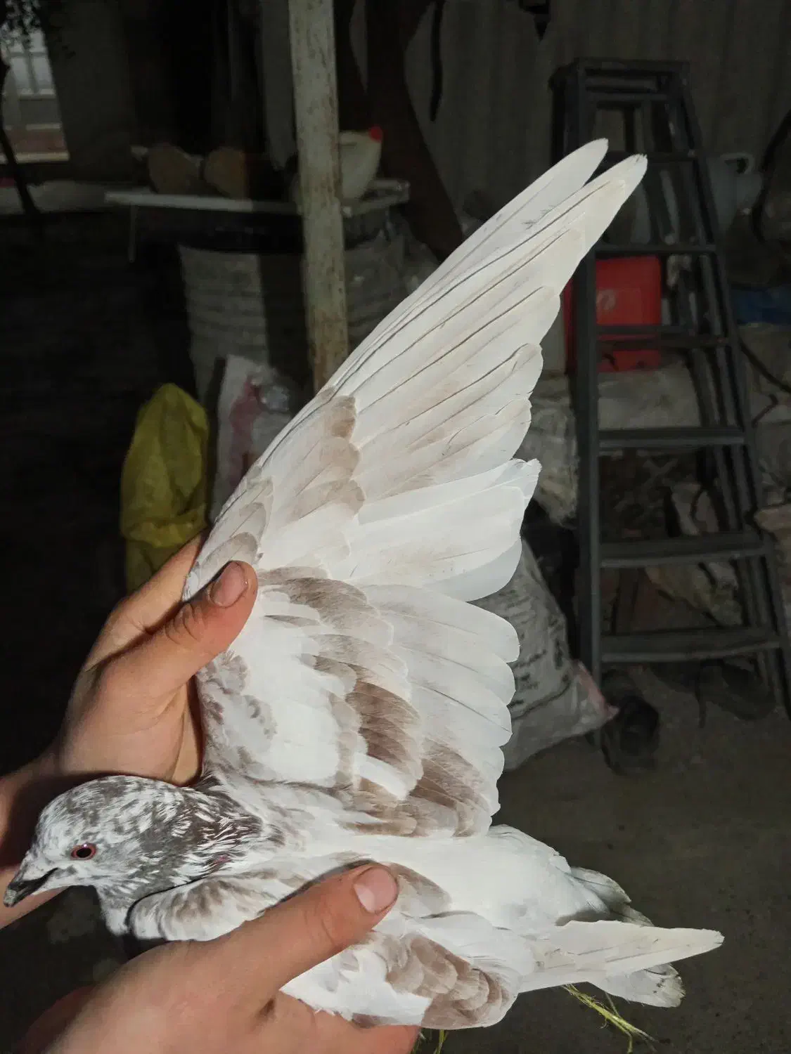 کفتر دورگ|پرنده|سرخنکلاته, |دیوار