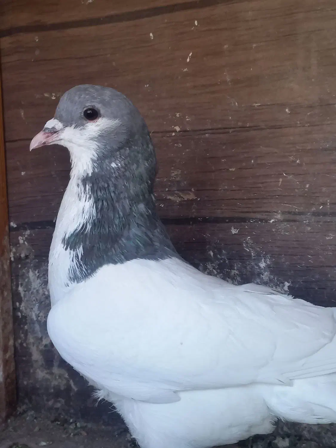 گرفتنی|پرنده|شیراز, کوشک میدان|دیوار