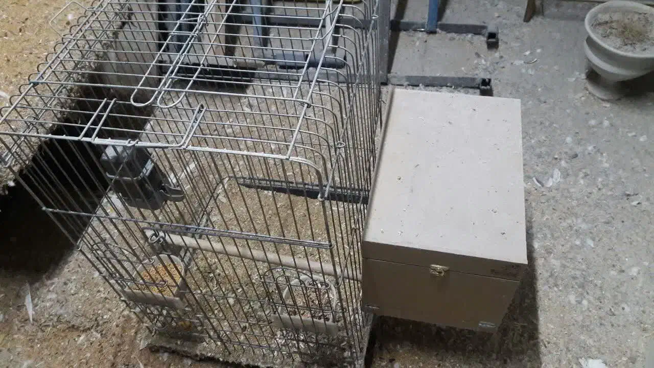 فروش طوطی و لوازم جانبی|پرنده|چهارباغ, |دیوار