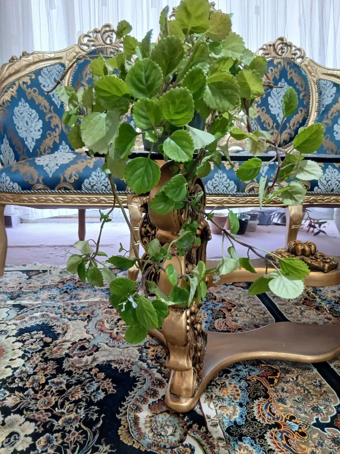 گل پیچک سوئدی و گل اشرفی|گل و گیاه طبیعی|شاهین‌شهر, شهرک سایت|دیوار