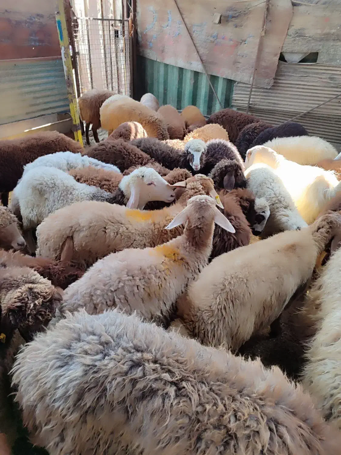 گوسفندمزرعه طبیعی|حیوانات مزرعه|تهران, افسریه شمالی|دیوار