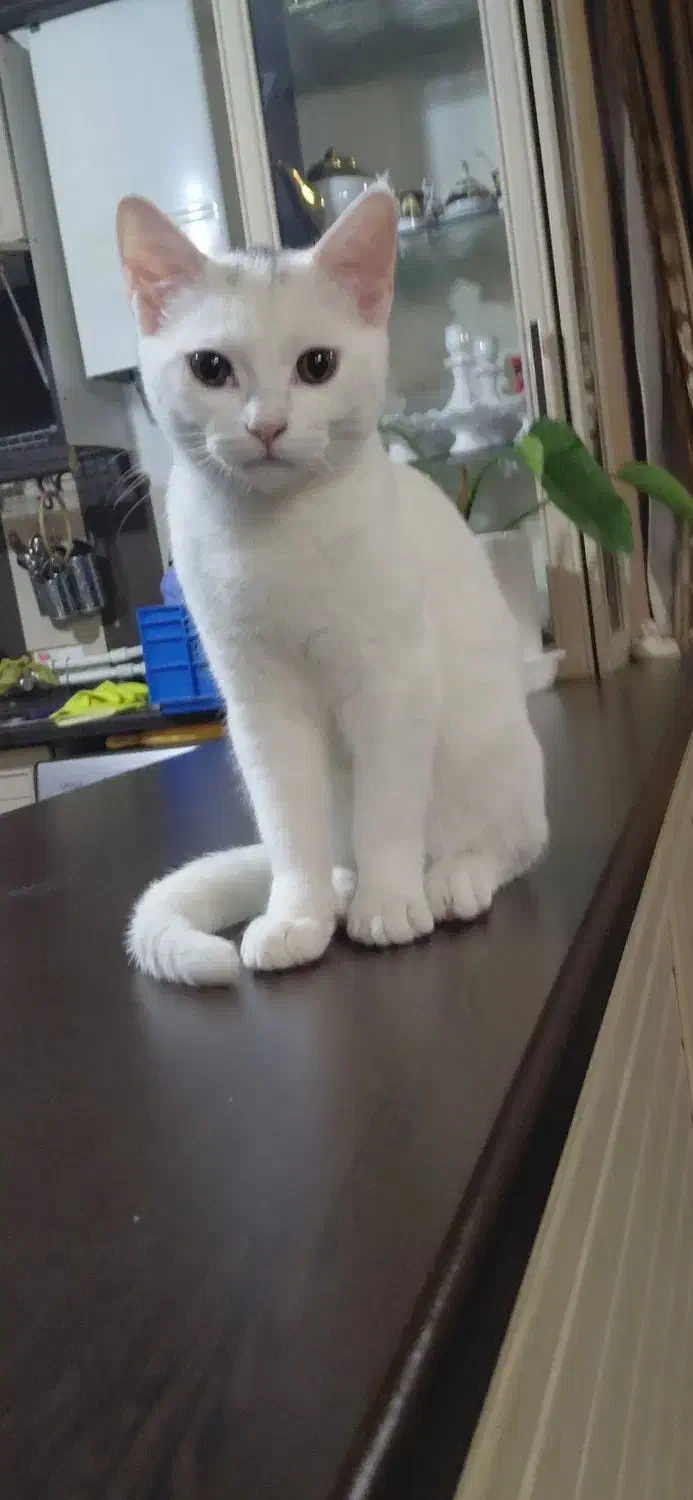 واگذاری حیوان خانگی|گربه|سیرجان, |دیوار