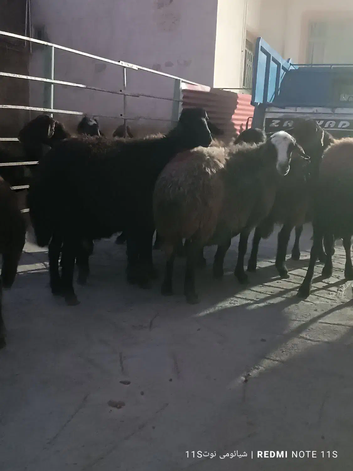 10 راس گوسفند جوان|حیوانات مزرعه|مهربان, |دیوار