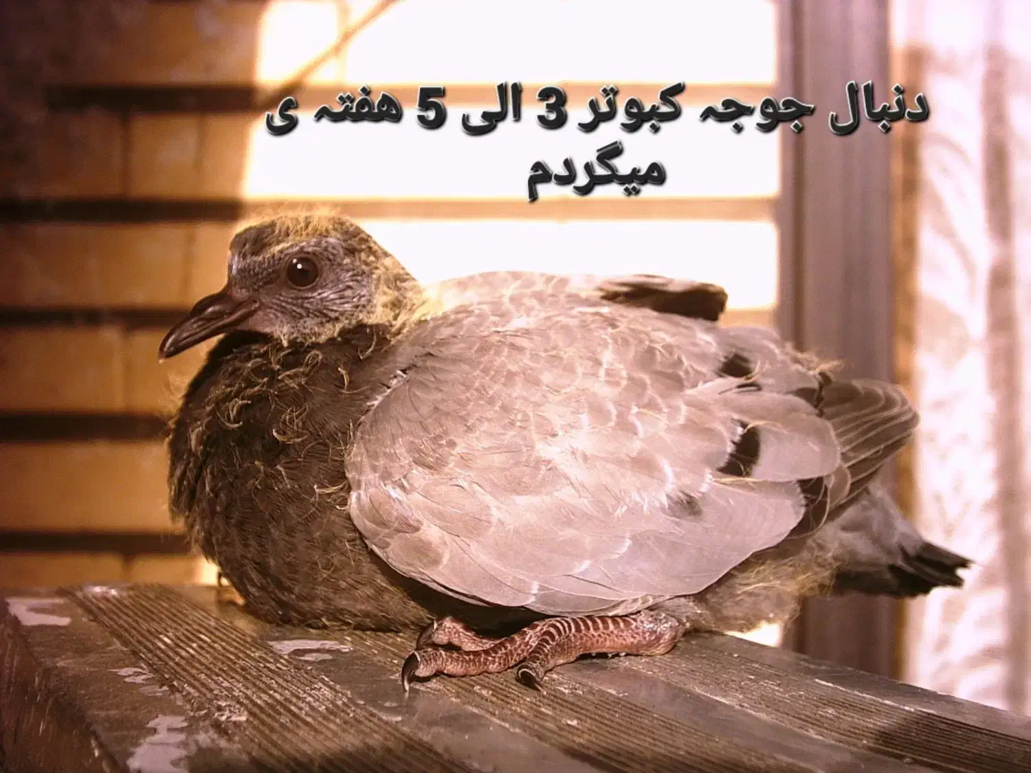 کبوتر|پرنده|اهر, |دیوار