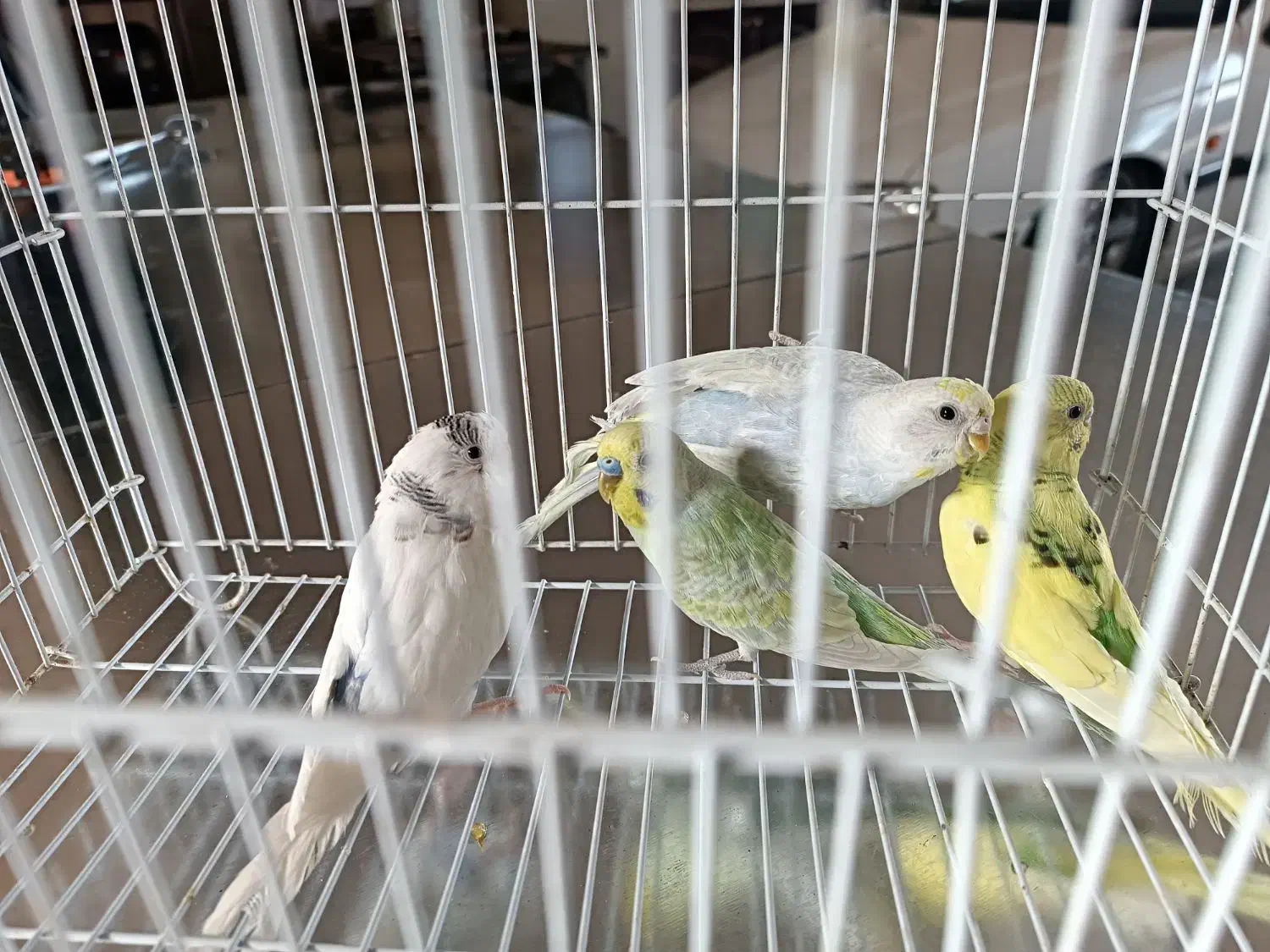 مرغ عشق|پرنده|تایباد, |دیوار