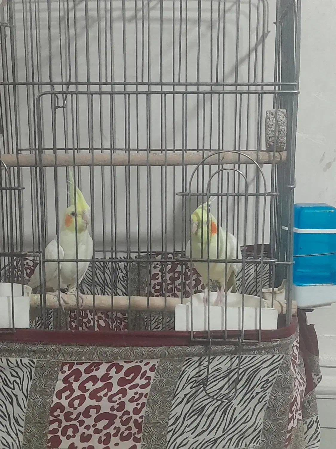 عروس هلندی با تمام وسیله|پرنده|مهریز, |دیوار