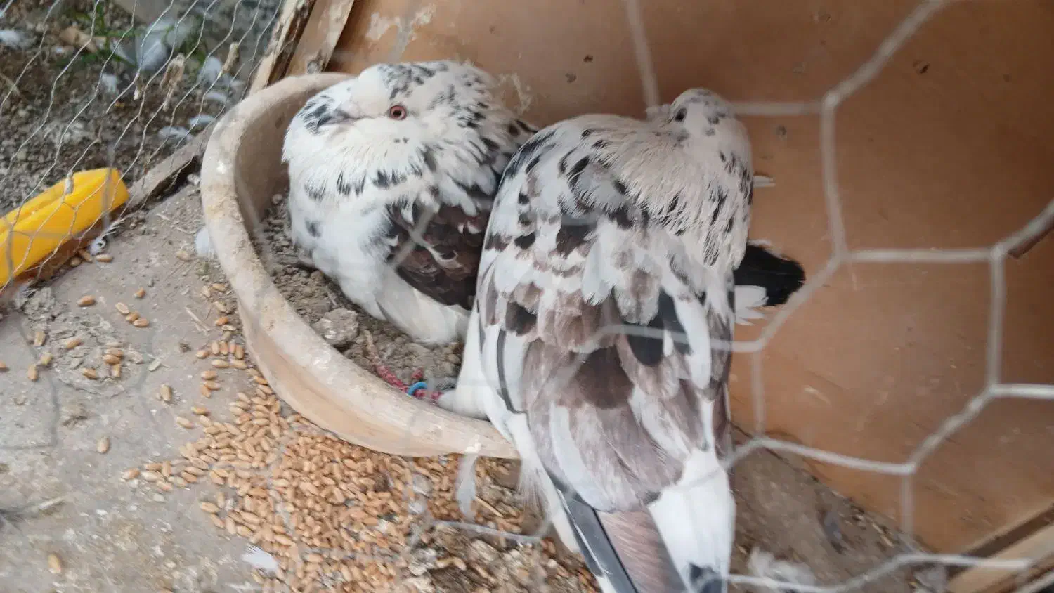 کفتر عطیقه پرشی درجه 1|پرنده|ری, عباس‌آباد|دیوار