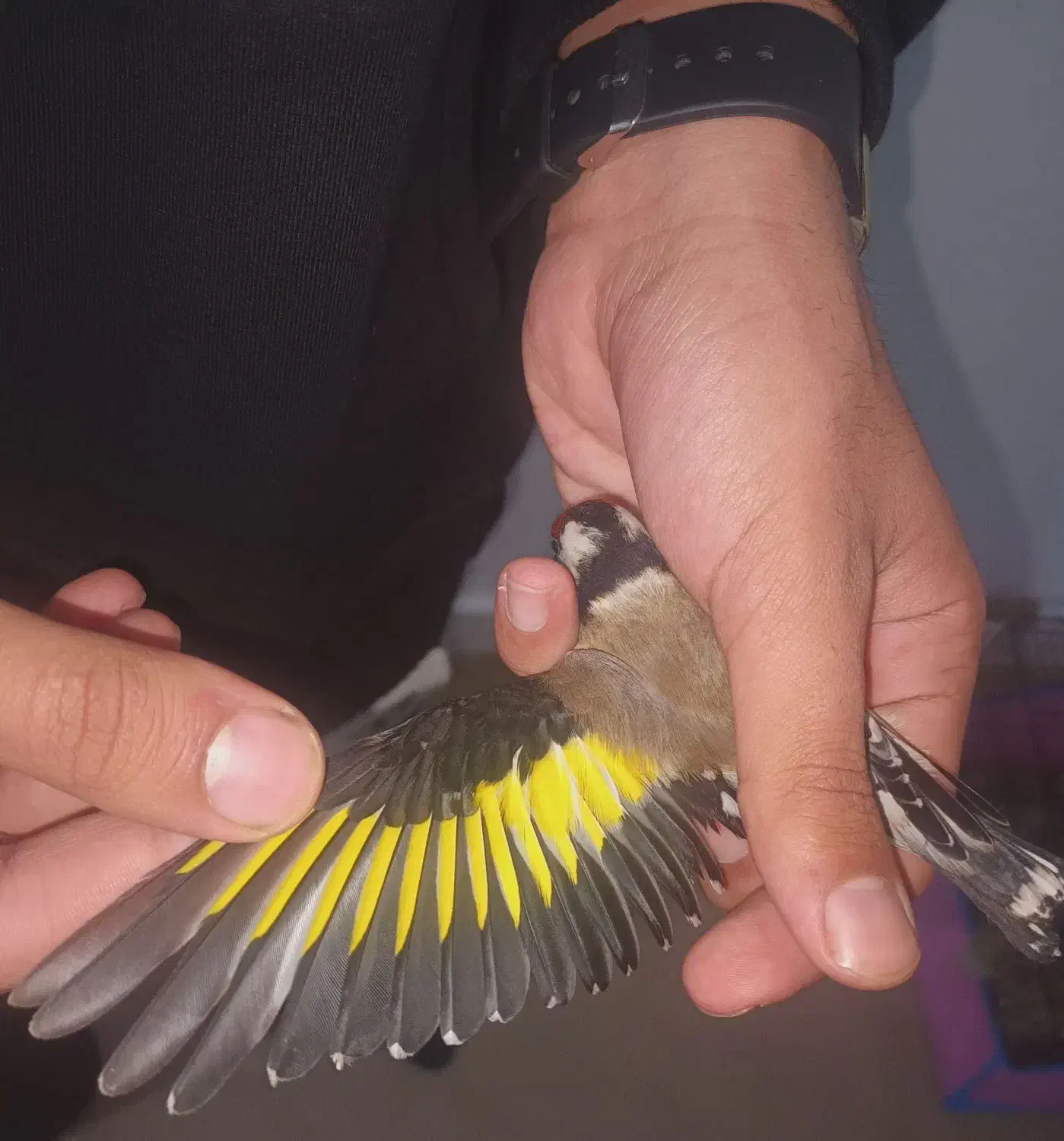 سهره نر|پرنده|پارسآباد, |دیوار