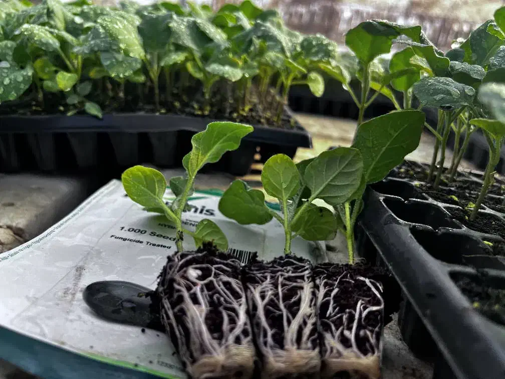 *نشا*|گل و گیاه طبیعی|بندرعباس, |دیوار