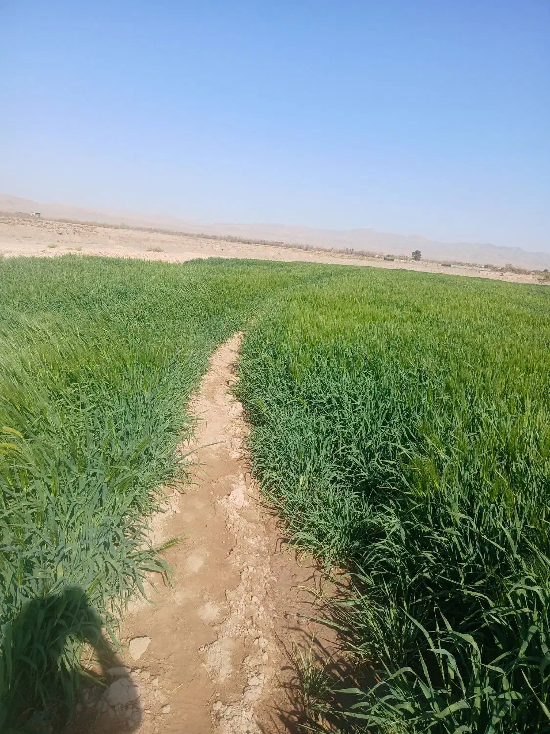 جوعلوفه ای|لوازم جانبی حیوانات|بیرجند, |دیوار