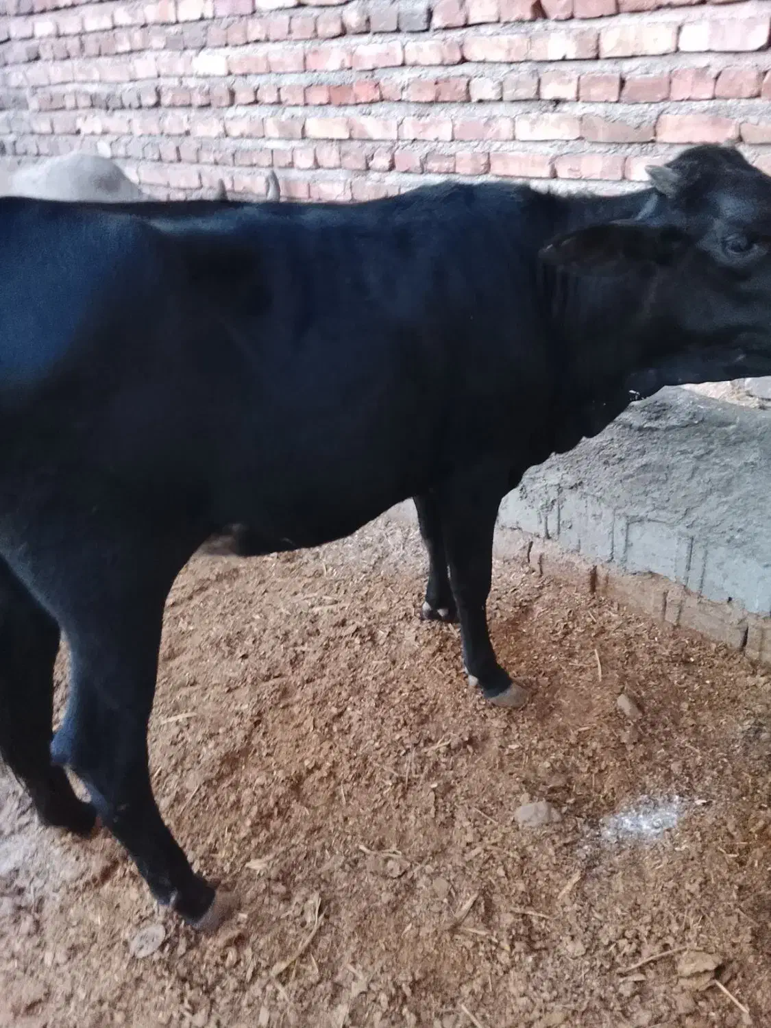 گاو|حیوانات مزرعه|ایرانشهر, |دیوار