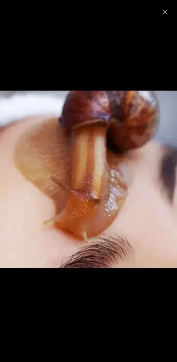 پرورش حلزون اچاتینا|خزنده|دورود, |دیوار