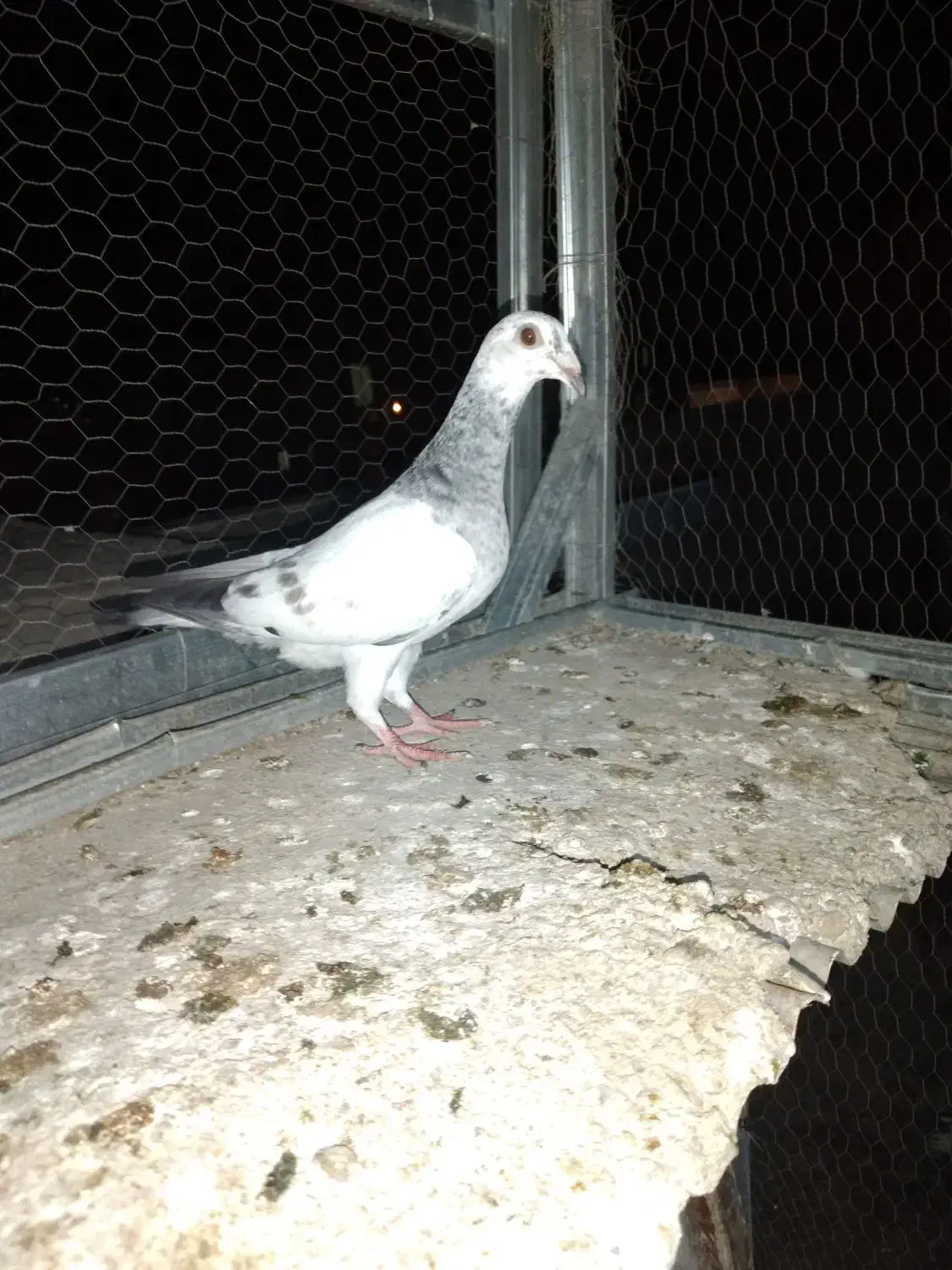 پرنده کبوتر سوسکی سبز|پرنده|گنبد کاووس, |دیوار