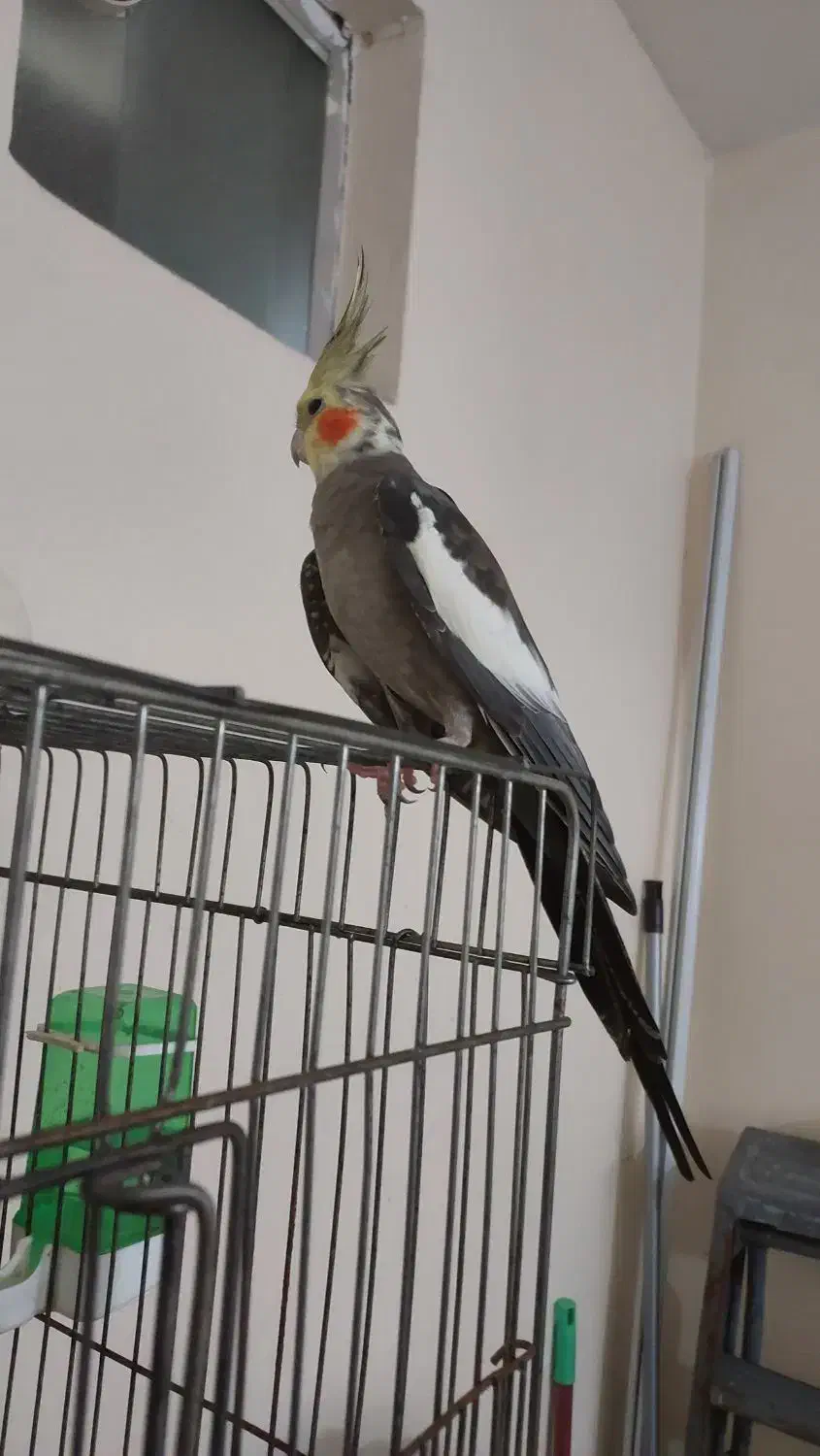 سه عدد عروس هلندی نر بالغ|پرنده|لنگرود, |دیوار