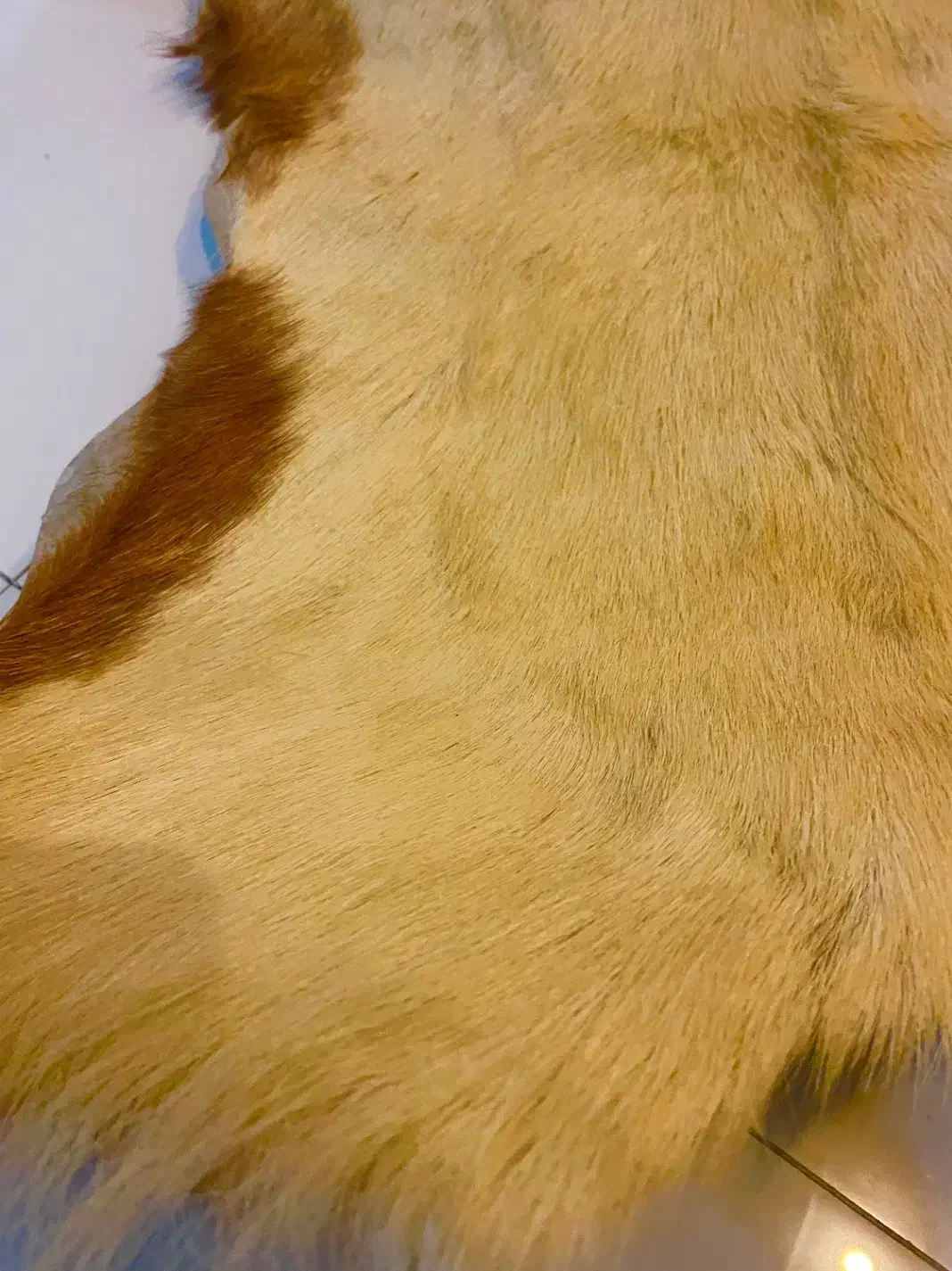 پادری پست طبیعی بز اذربایجان|پادری|تهران, کیانشهر|دیوار