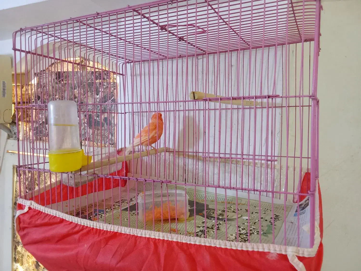 قناری صاف خوش هیگل نرریزخون معاوضه باقناری زردنر|پرنده|برازجان, |دیوار