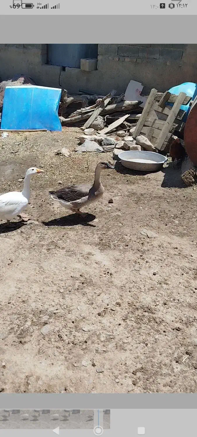 دو عدد غاز ماده قیمت توافقی|حیوانات مزرعه|کنگاور, |دیوار