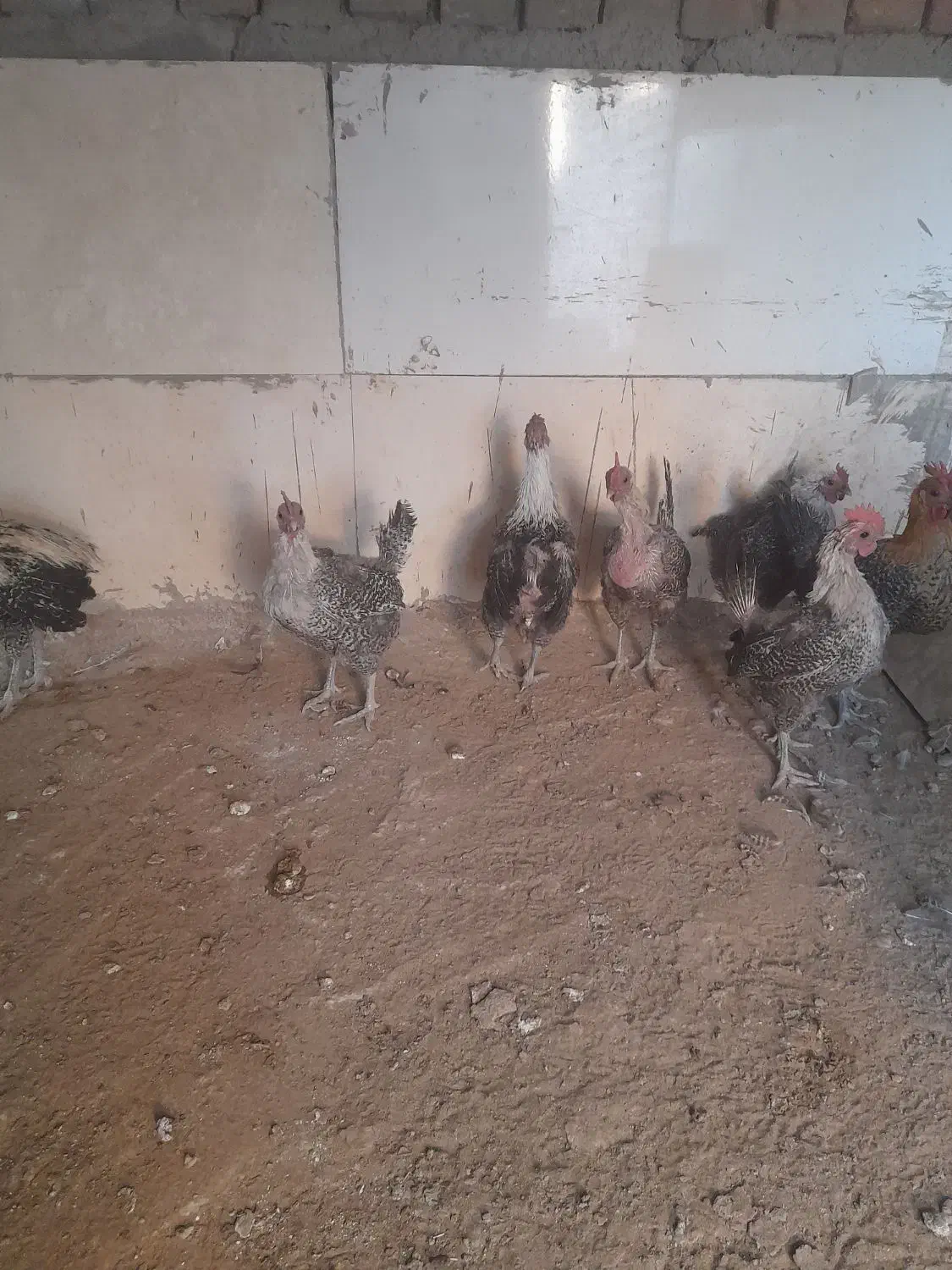 مرغ وخروس براکل|حیوانات مزرعه|بیرجند, |دیوار