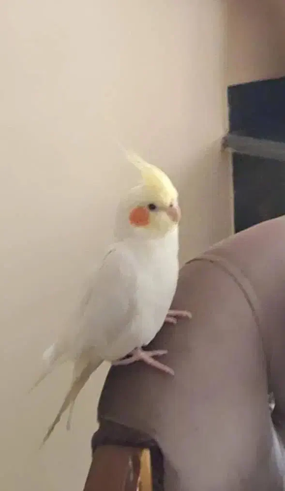 عروس هلندی گمشده|حیوانات|شیراز, عفیفآباد|دیوار