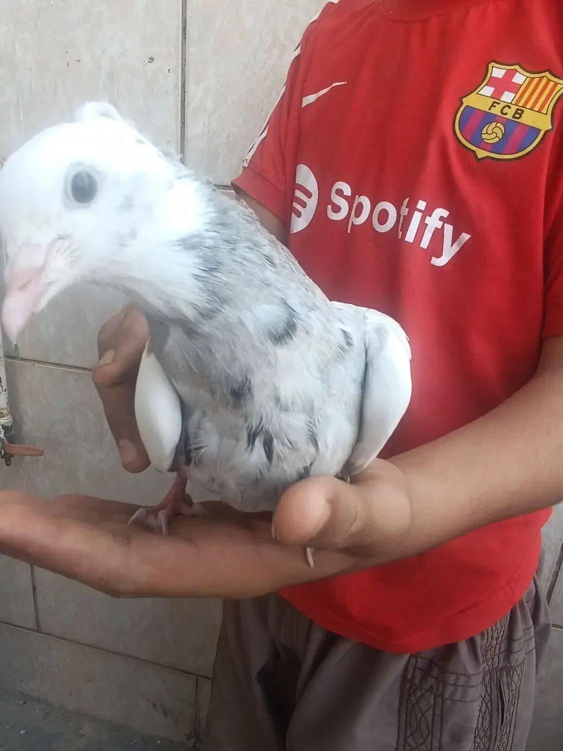 طوقی|پرنده|دهدشت, |دیوار