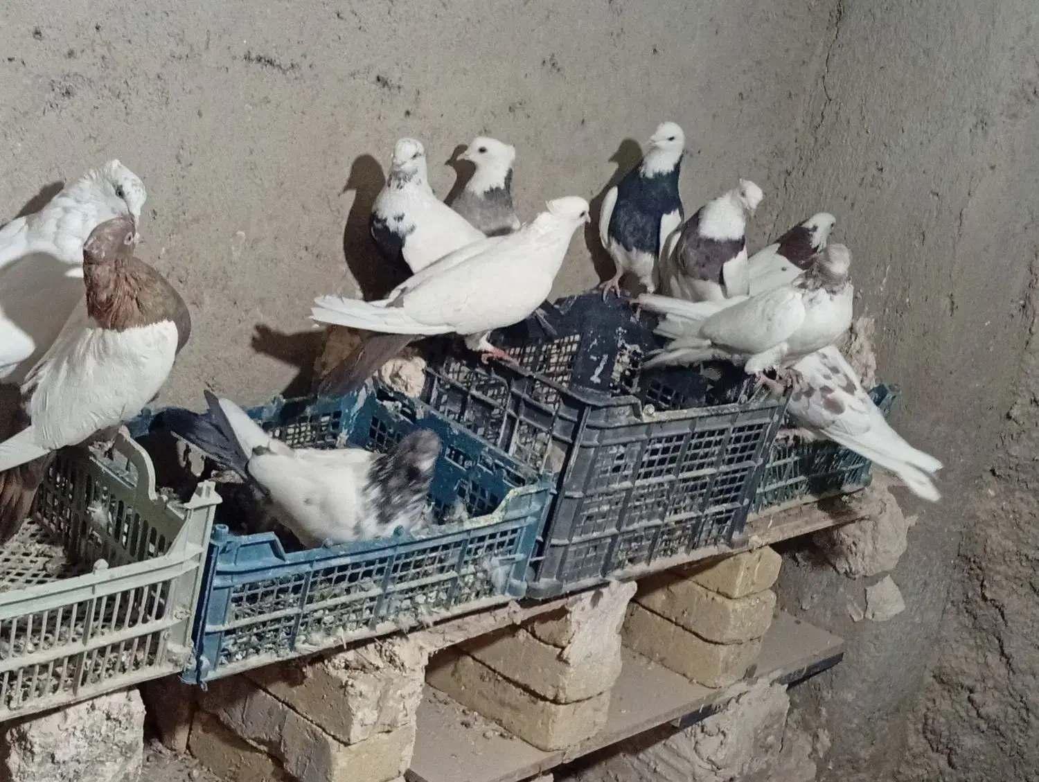 کبوتر|پرنده|رزن, |دیوار