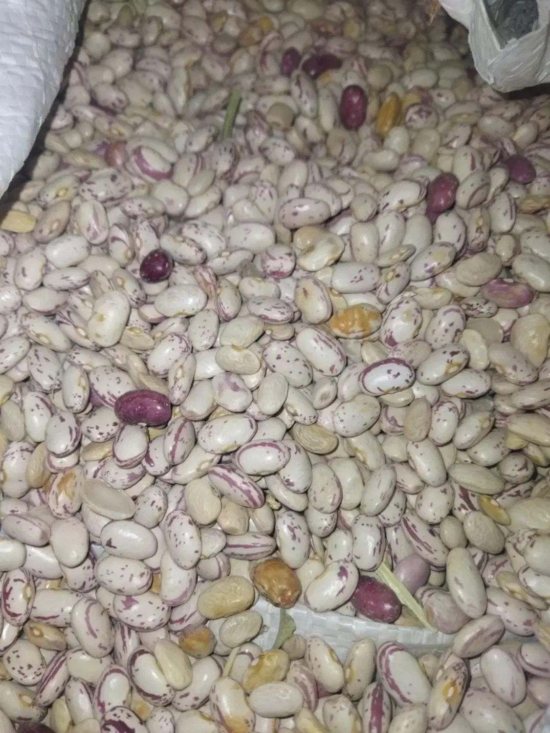 لوبیا چیتی  370 چینی و قاطی پاتی نیست|حراج|قم, شهرک قدس|دیوار