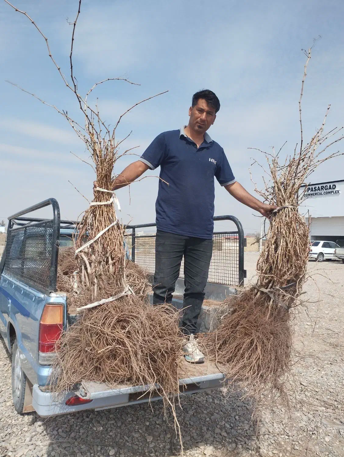 نهال انگور با ضمانت کتبی|خدمات باغبانی و درختکاری|تاکستان, |دیوار