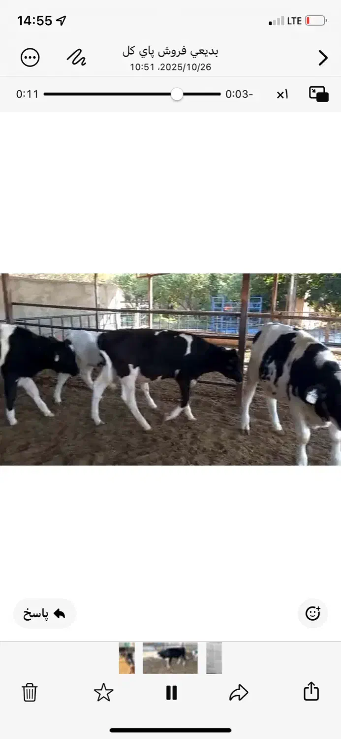 گوساله ماده|حیوانات مزرعه|کرج, فاز ۴ مهرشهر|دیوار