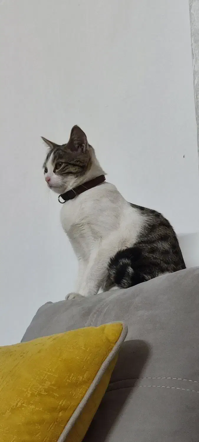 گربه گمشده با قلاده|گربه|گنبد کاووس, |دیوار