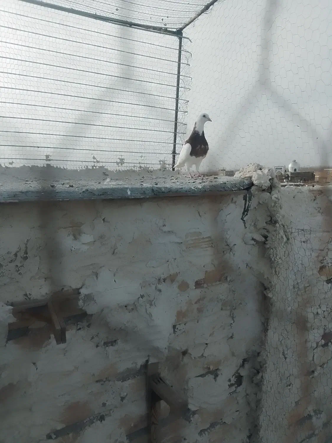 طوقی|پرنده|تربت جام, شاهد|دیوار