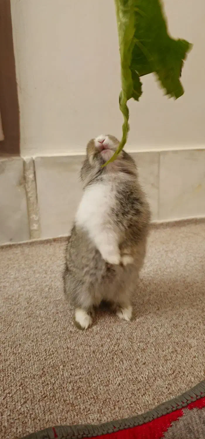 خرگوش|موش و خرگوش|ورامین, ورامین|دیوار