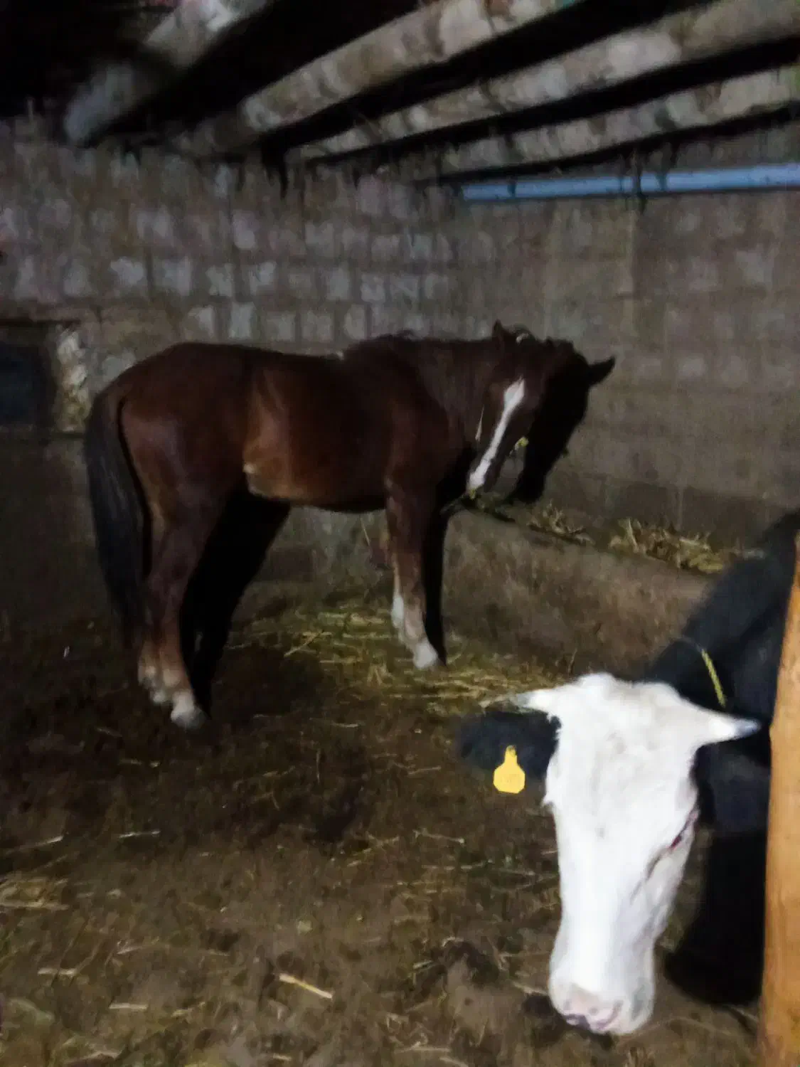 اسب قدبلندجوان|اسب و تجهیزات اسب‌سواری|ارومیه, |دیوار